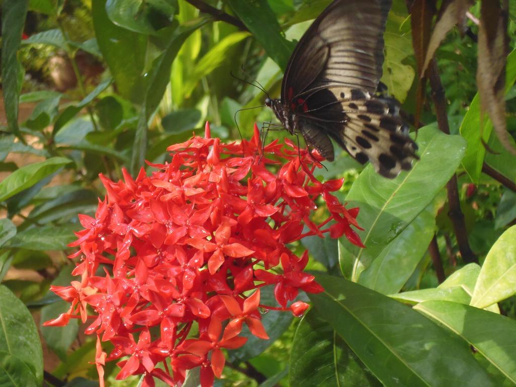 The Nilmini Lodge สิกิริยา ภายนอก รูปภาพ